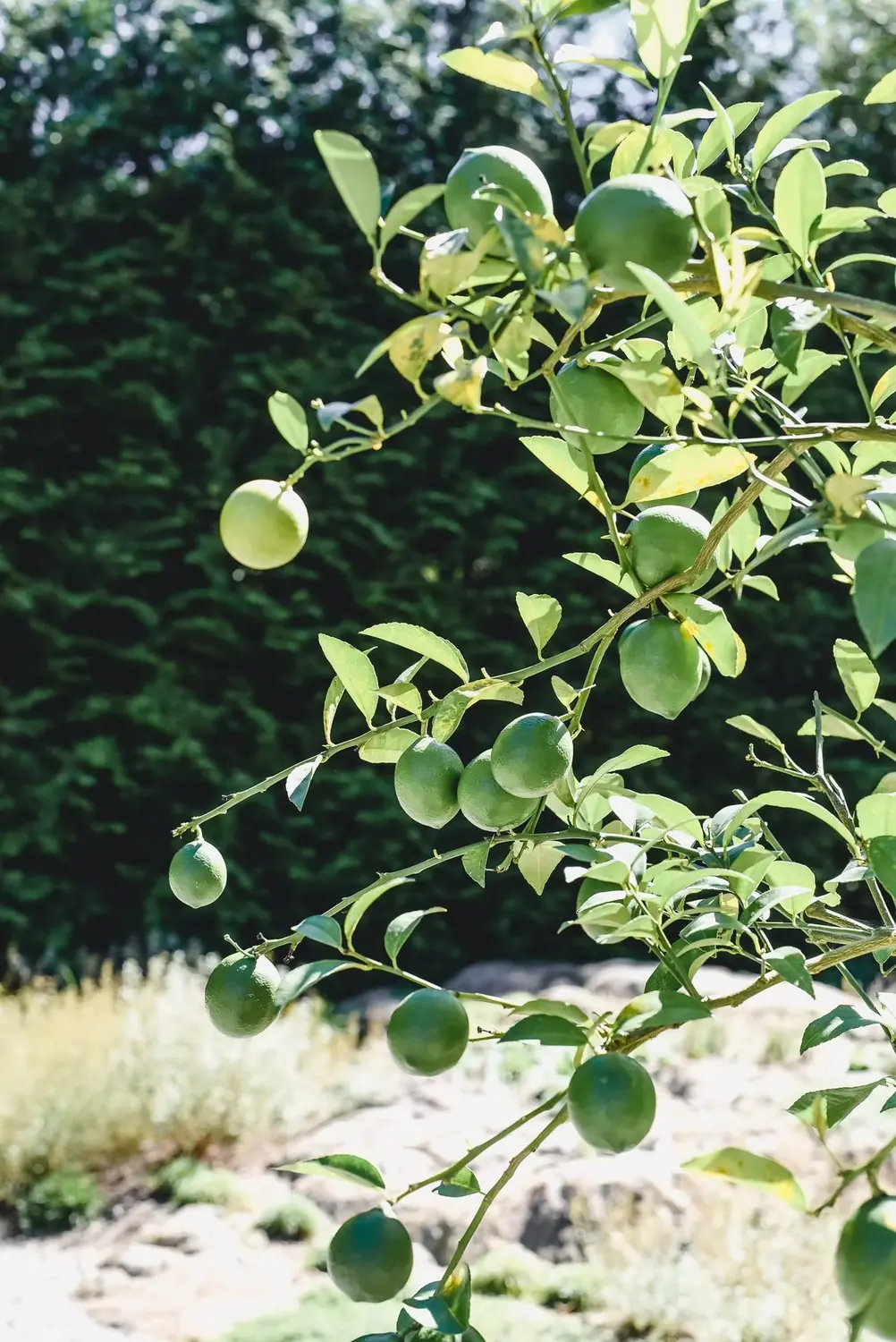 Citrus Trees — Chef Paul Aceto