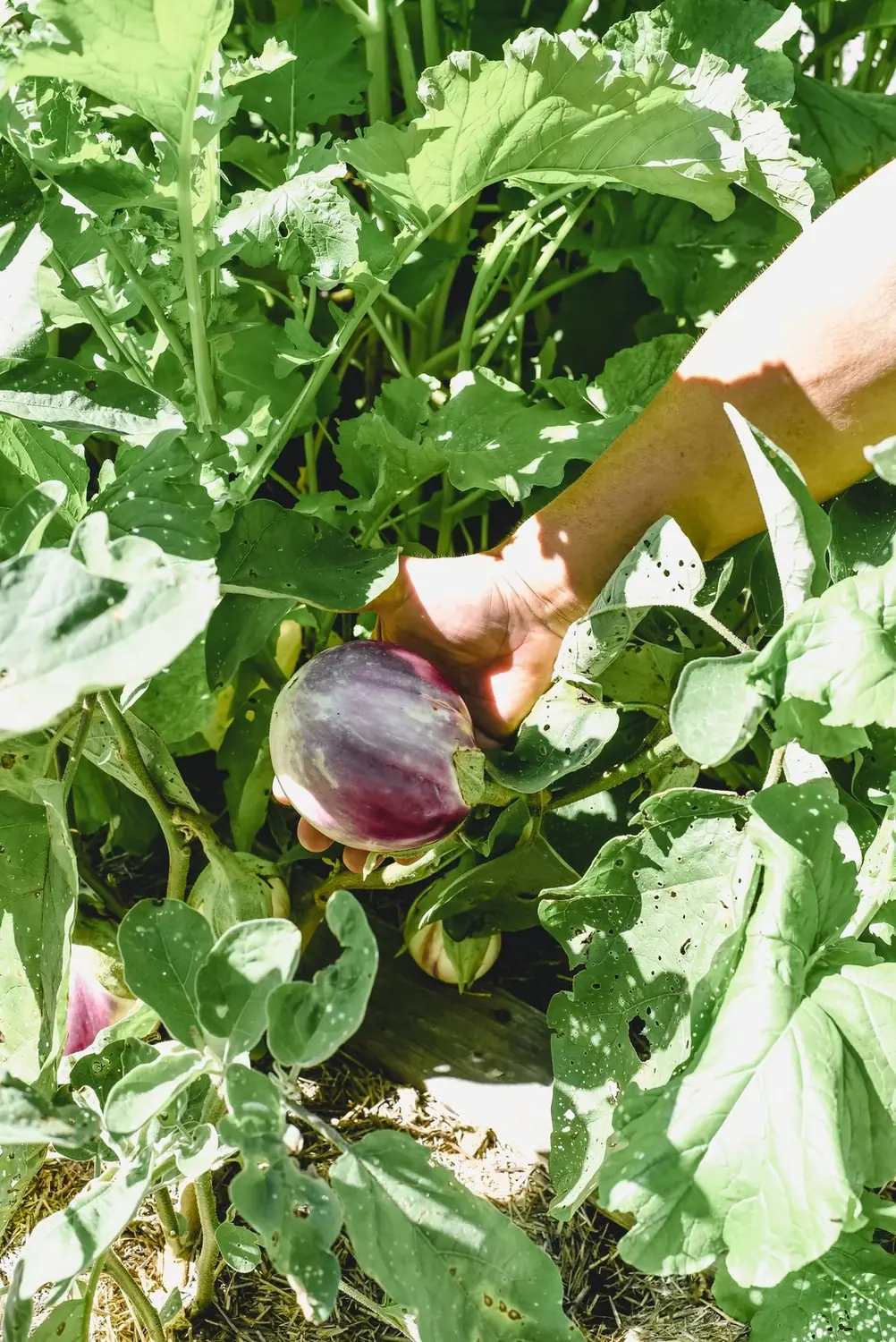 Eggplant on the Vine — Chef Paul Aceto