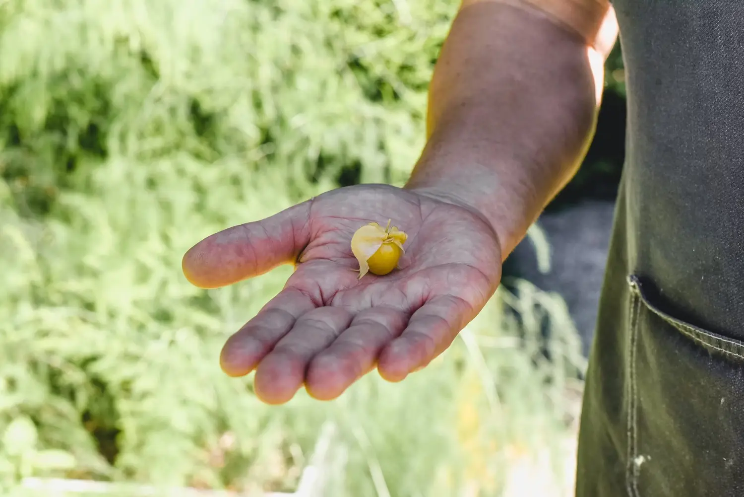 A freshly picked tomato in Chef Paul's hand