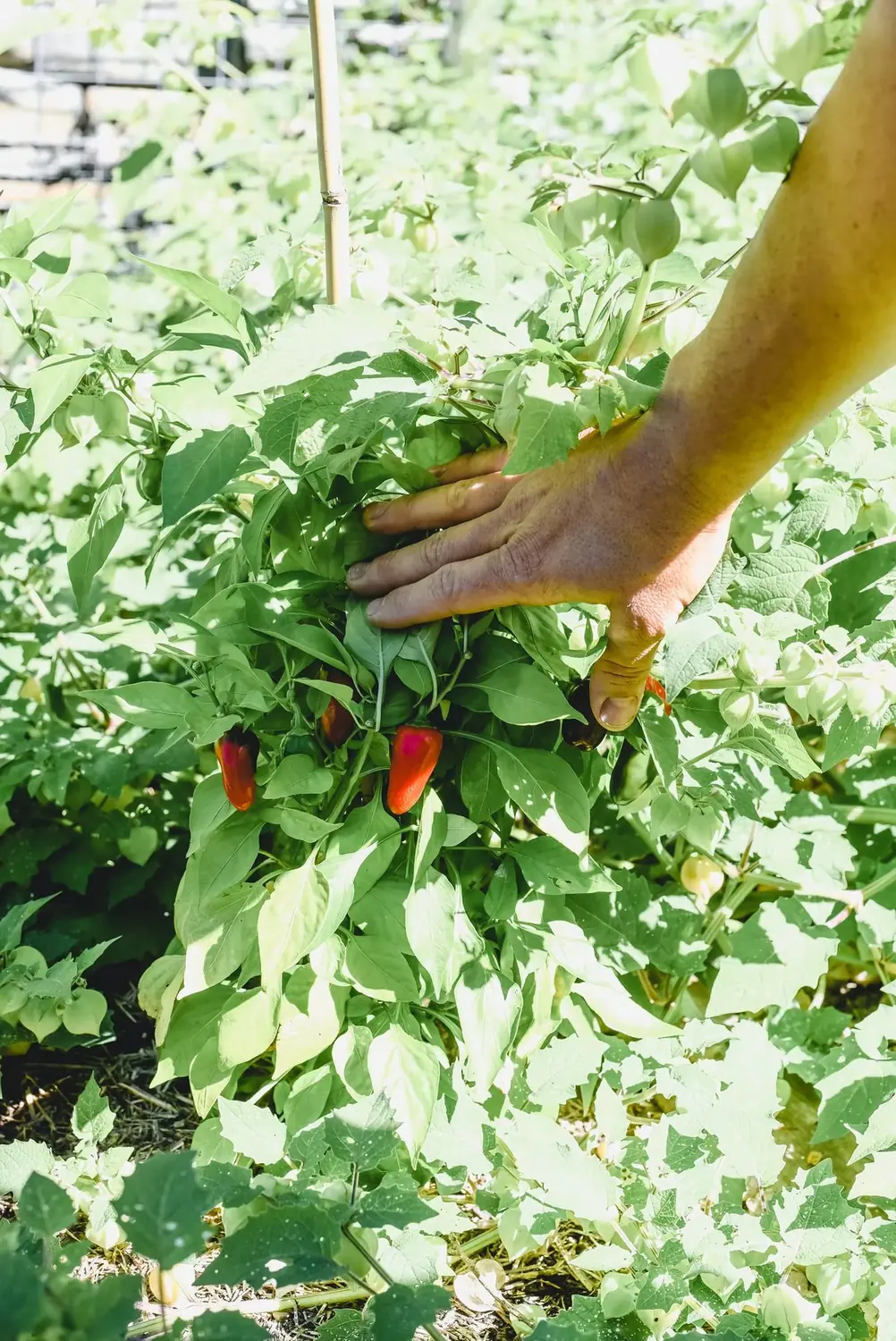 Peppers growing in the kitchen garden