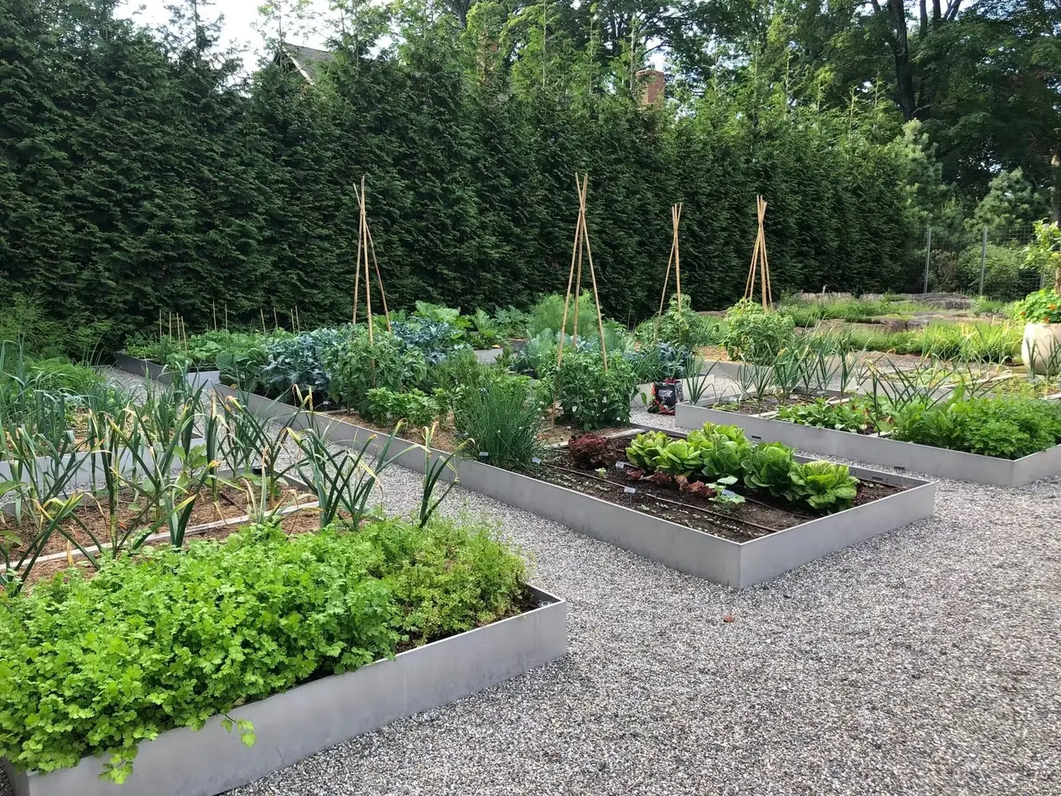 Raised kitchen garden beds of herbs and vegetables