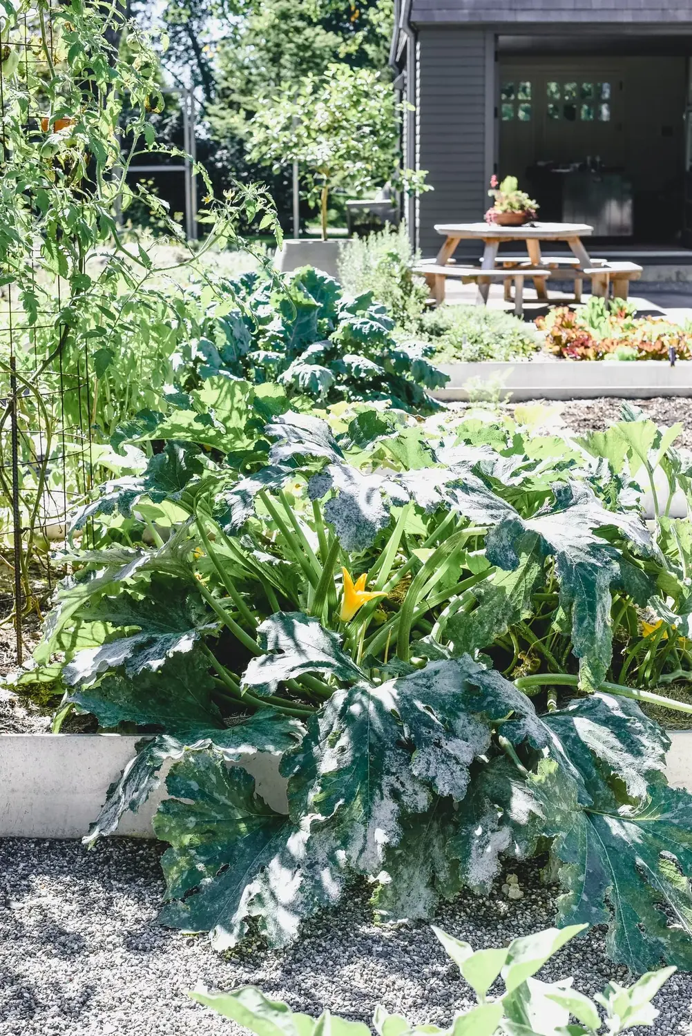Squash in Bloom — Chef Paul Aceto